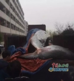 江西一公司买8吨重鲸鱼喂狗 现场血腥 - 宁夏新闻网