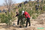 银川市农牧系统50余名干部参加植树活动 - 农业