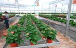 宁夏蔬菜产业发展模式在全国蔬菜温室栽培技术交流会上进行研讨 - 农业厅
