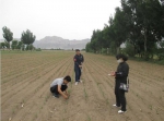 惠农区青饲玉米示范园区开展不同种植模式数据采集 - 农业厅
