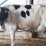 我区4头优秀奶牛在中国首届奶牛选美大赛中分别获参赛组三等奖 - 农业厅