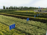 宁夏水稻生产全程机械化技术模式和解决方案研讨会在灵武市召开 - 农业厅