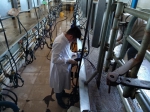 加强挤奶设备监测工作 提高牛群健康水平与生鲜乳质量 - 农业厅