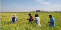 平罗县开展水稻种子生产基地田间检验工作 - 农业厅