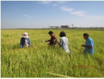 平罗县开展水稻种子生产基地田间检验工作 - 农业厅