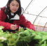 银川市休闲农业实现营收3.6亿元 - 商务之窗