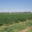 青铜峡市饲草料种植基地规模不断扩大 - 农业厅