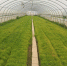 青铜峡市水稻绿色高产整建制创建扎实推进 - 农业厅