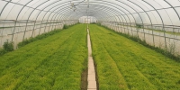 青铜峡市水稻绿色高产整建制创建扎实推进 - 农业厅