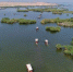 新锐大众 ：塞上的风光、江南的景，人在沙湖不思归 - 银川新闻网
