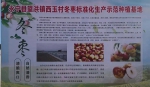 永宁冬枣，明天深圳的售价每斤88元 - 商务之窗